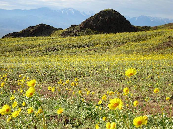 Spring 2005 Super Bloom in Death Valley NP/NPS