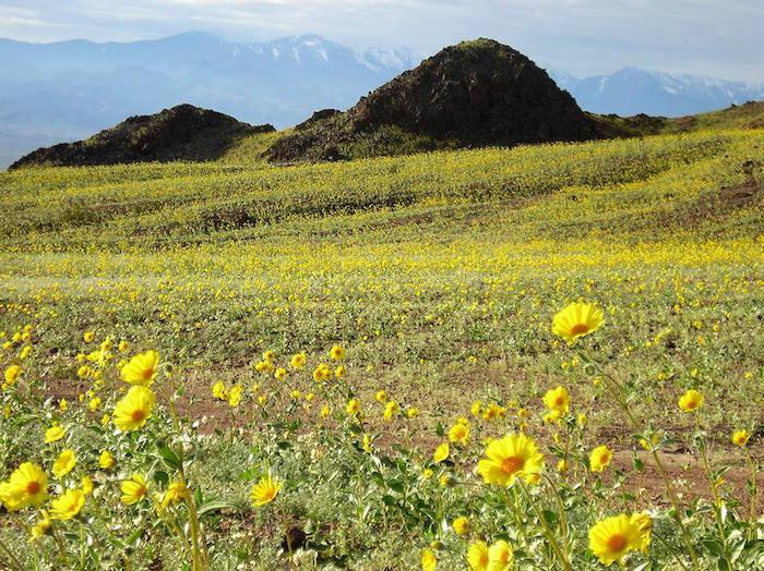 Spring 2005 Super Bloom in Death Valley NP/NPS Spring 2005 Super Bloom in Death Valley NP/NPS