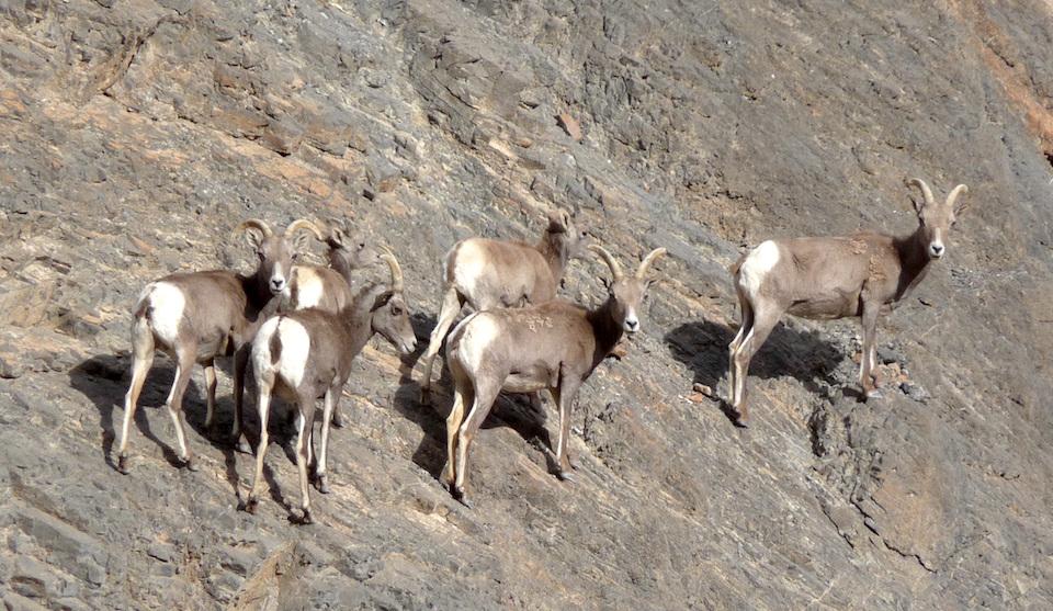 Studies of bighorn sheep are underway at Death Valley National Park/NPS