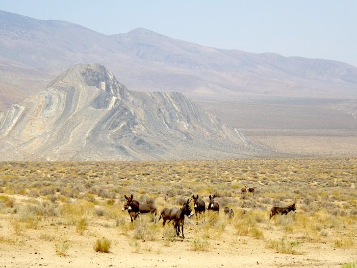 Wild burros at Death Valley National Park are going to be rounded up and moved out of the park/NPS