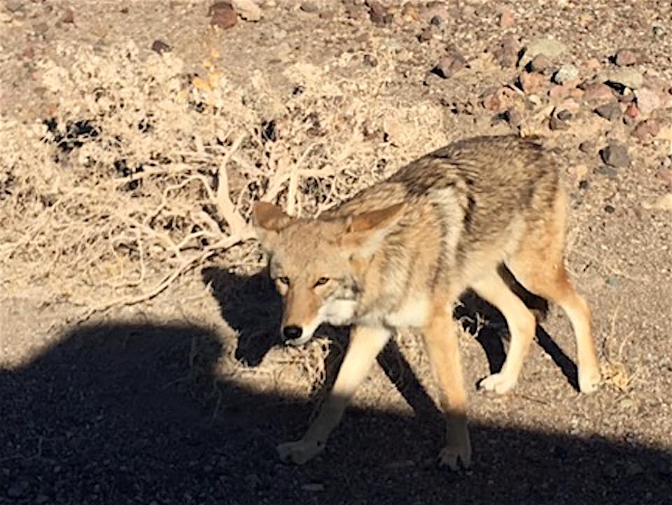 A few days before this coyote was accidentally killed by a vehicle, it was photographed approaching a car window/NPS, Jessica Barr