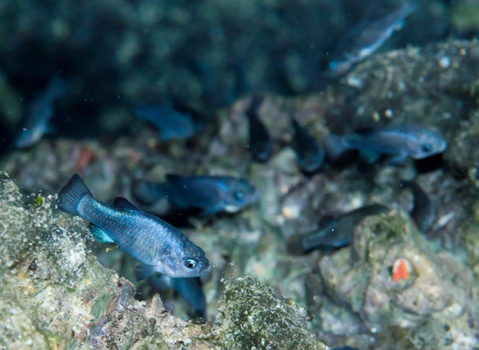 The rare Devils Hole pupfish can be found only in a small pool in Death Valley National Park/NPS