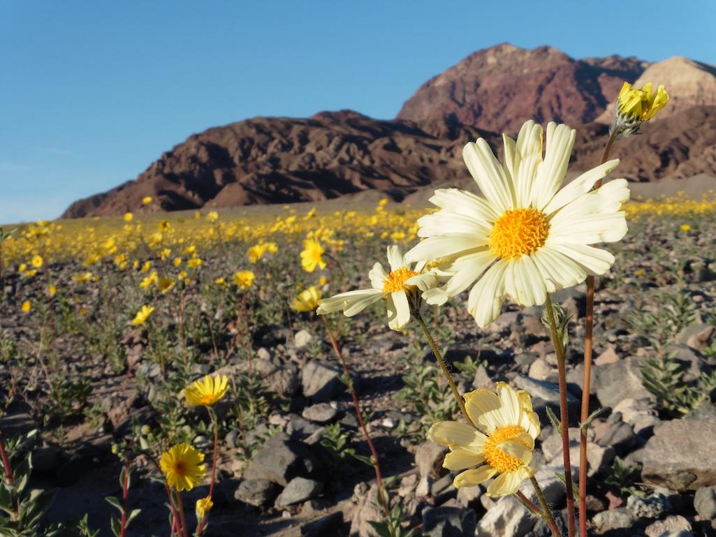 The super bloom of 2016 splashed lots of color across Death Valley National Park/NPS file