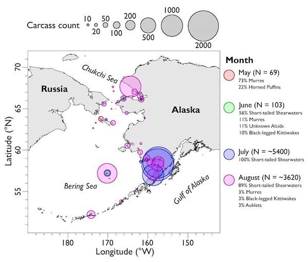 Counts of seabird mortalities across Alaska from May - August 2019. Map provided by Coastal Observation Seabird Survey Team (COASST) coasst.org