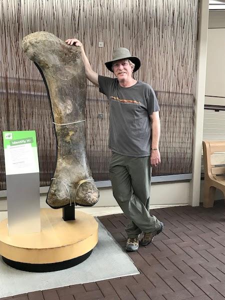 Jim Stratton with a Camarasaurus femur at Dinosaur National Monumet/Courtesy of author