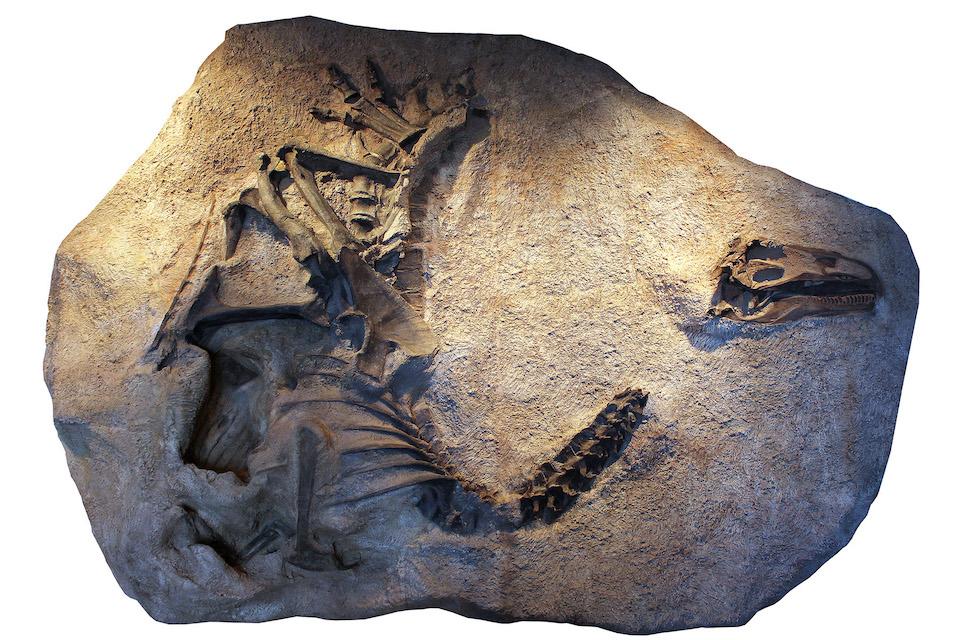  cast of the skeleton and skull of Allosaurus jimmadseni as it was discovered and now on exhibit at Dinosaur National Monument in Utah. The original skeleton was molded and cast before it was taken apart and prepared for study and research