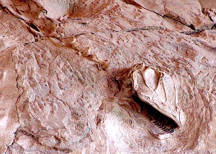 Camarasaurus skull at Dinosaur National Monument/NPS