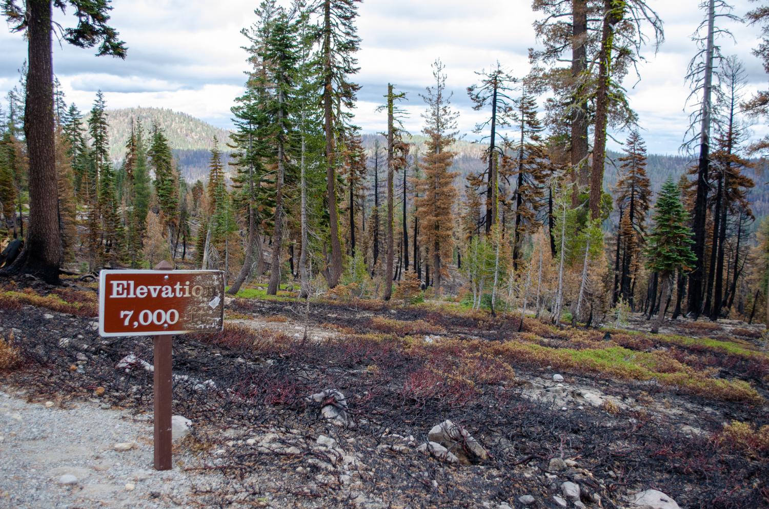 Dixie Fire aftermath in Lassen Volcanic