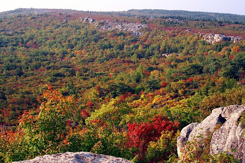 The Dolly Sods Wilderness Area is proposed to be part of the High Allegheny National Park/www.foresterwander.com