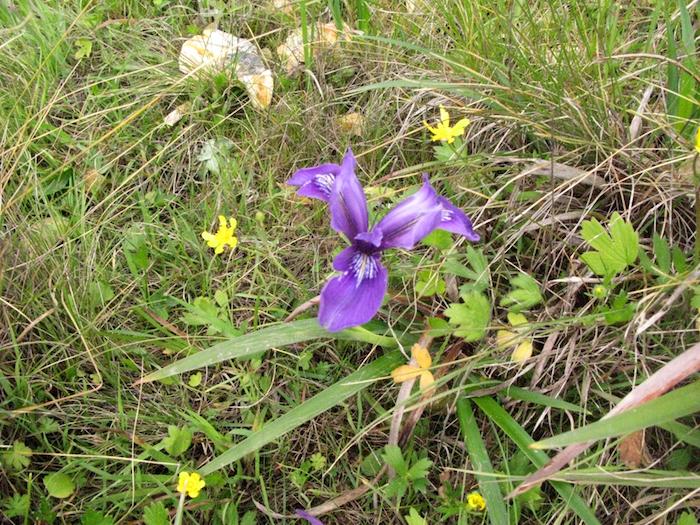 Douglas Iris Buttercups still bloom/Laura Cunningham Douglas Iris Buttercups still bloom/Laura Cunningham