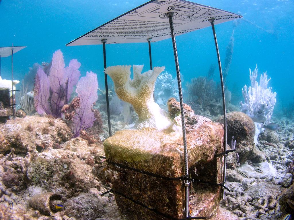 A sun shade was erected over a partially bleached elkhorn coral at Dry Tortugas National Park/UISGS 