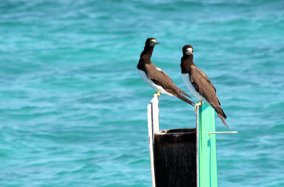 Brown boobies at Dry Tortugas National Park/Yankee Freedom