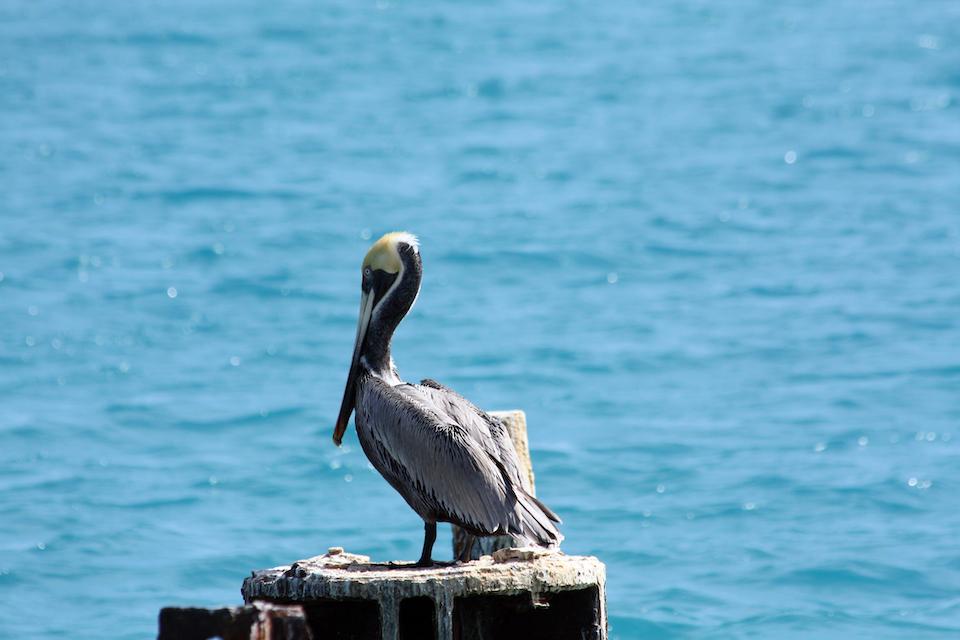 Brown pelican at Dry Tortugas National Park/Yankee Freedom