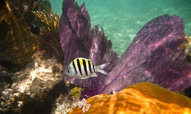 A small fish swims amidst a Florida reef.