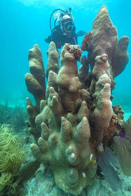 The NPS rescue will inform future coral restoration initiatives and protect pillar coral like the one pictured here, found at the Dry Tortugas National Park Magic Castles site/NPS, Brett Seymour 