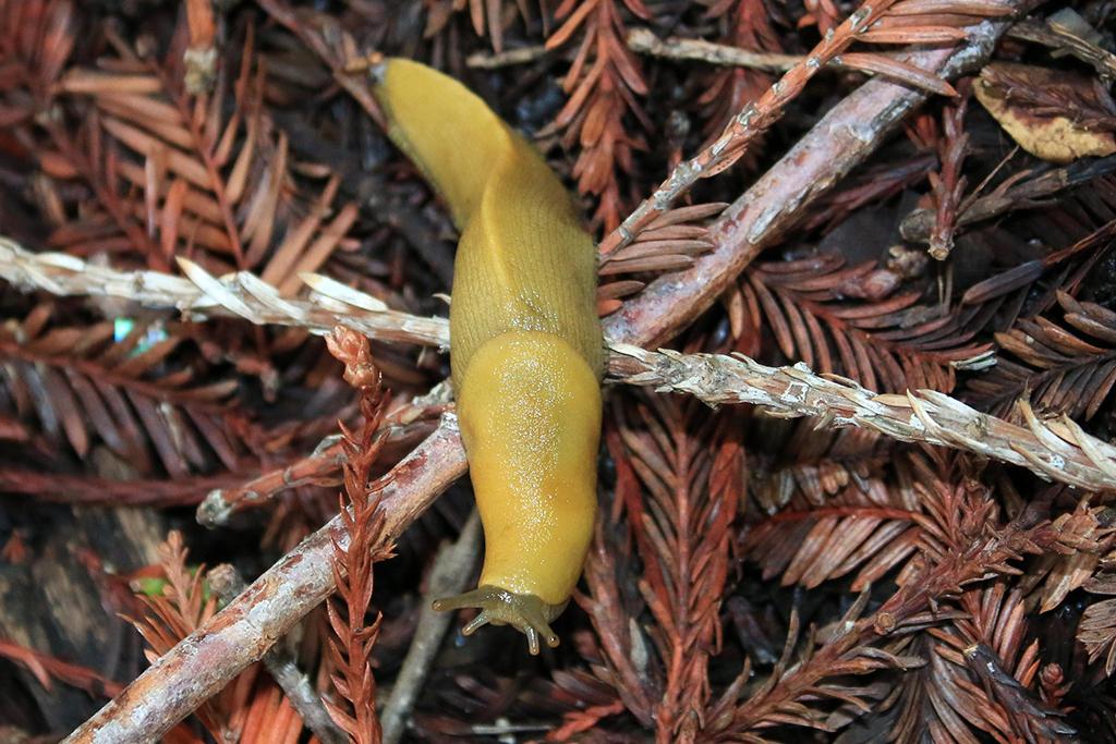 A banana slug / Edward Rooks