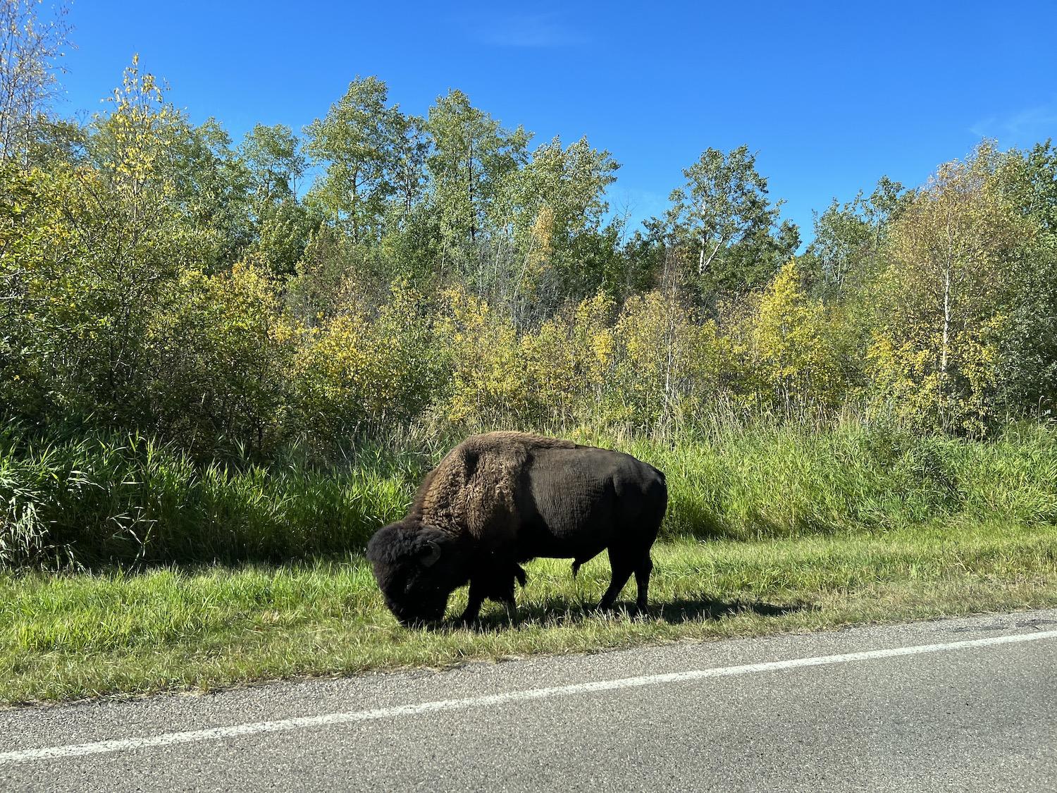 A bison grazes by the road in Elk Island National Park, Canada's only fully fenced national park.