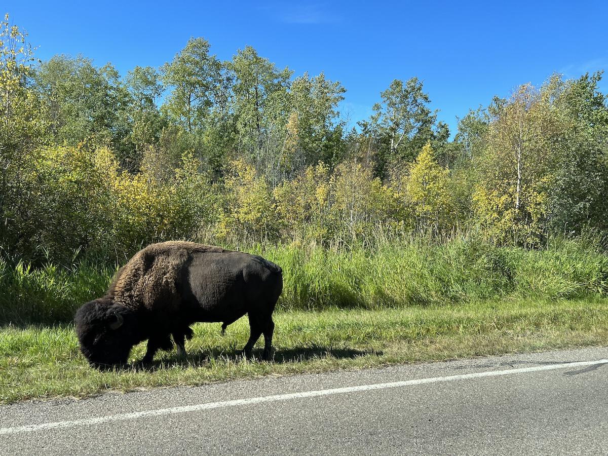 It's fairly easy to spot plains bison in Elk Island's large north block.