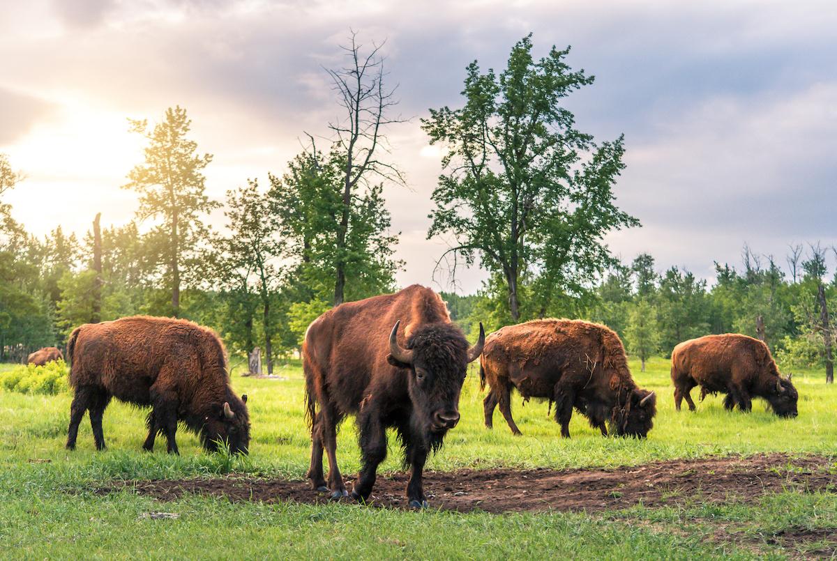 Beautiful bison at Elk Island National Park in Alberta.