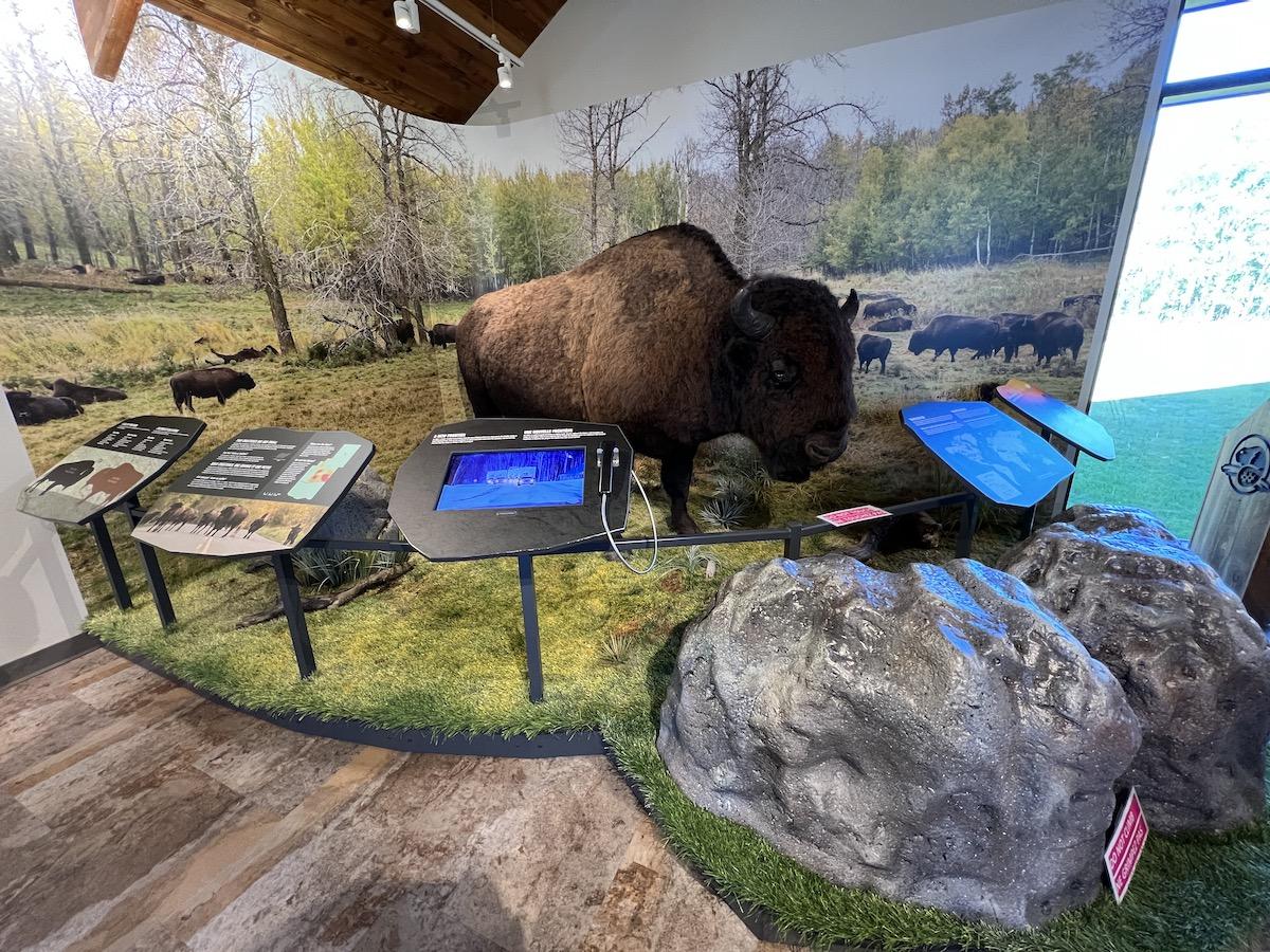 In Elk Island's visitor center you can learn about its connection to bison.