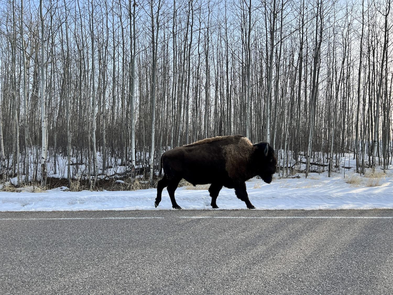 It's not hard to spot bison in Elk Island National Park east of Edmonton.