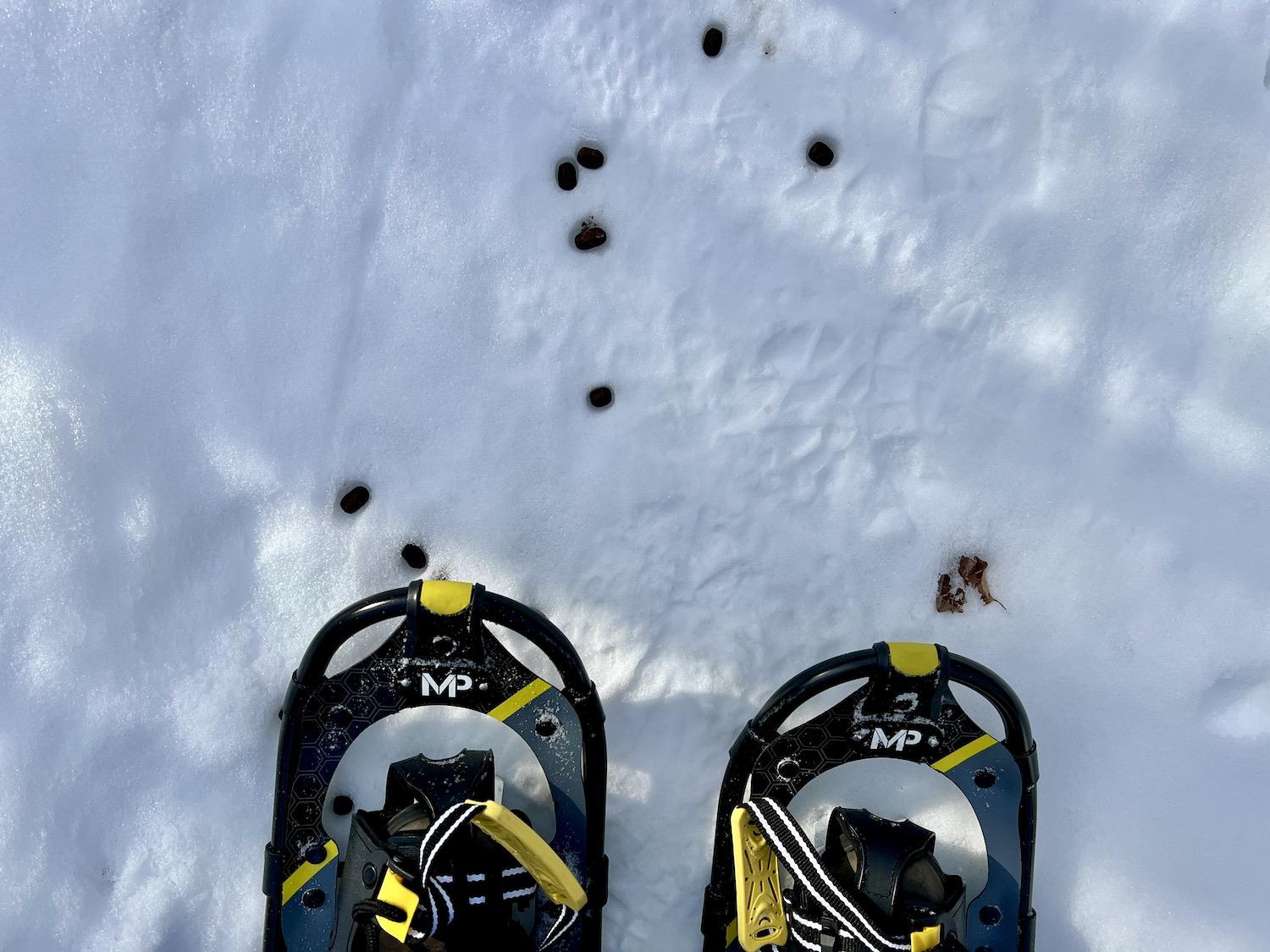 Signs of deer can be found while snowshoeing the Moss Lake Trail.