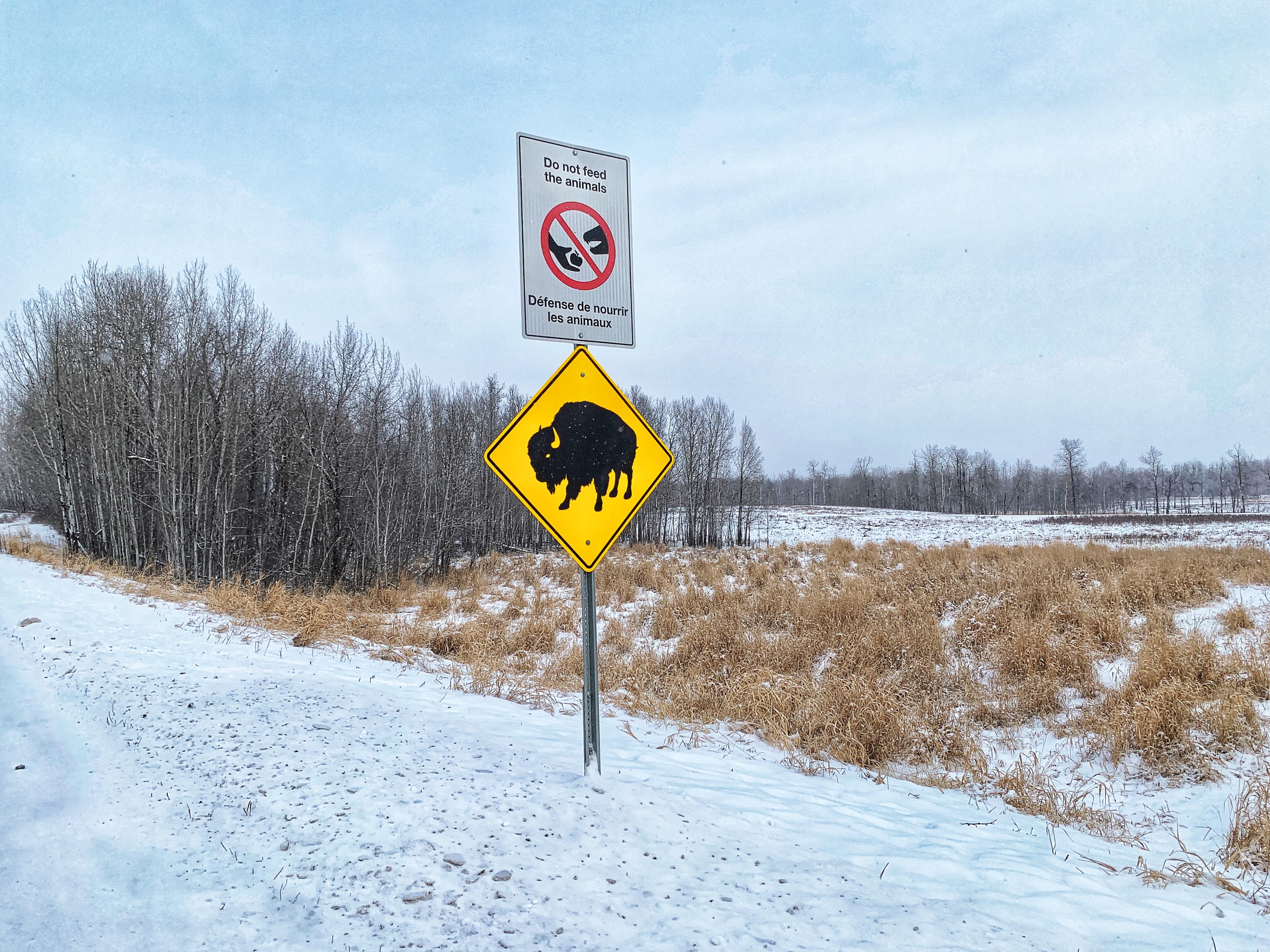 Elk Island National Park, home to bison, is the only fully fenced national park in Canada.