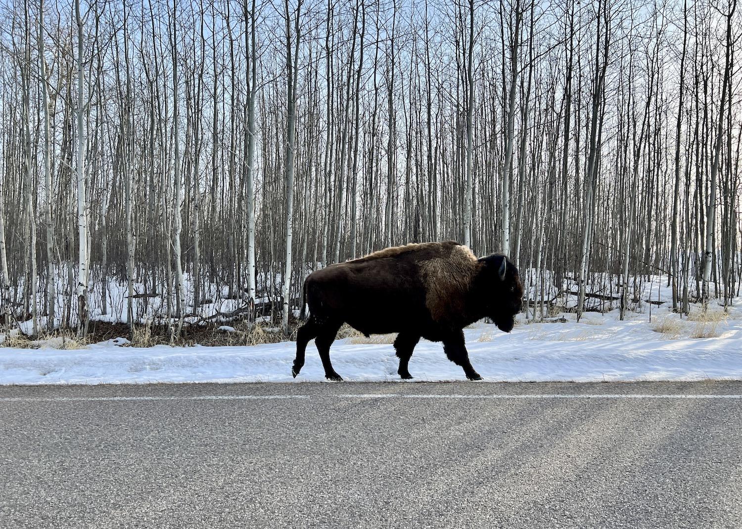 A plains bison strolls down the road on the north side of the highway in Elk Island National Park.