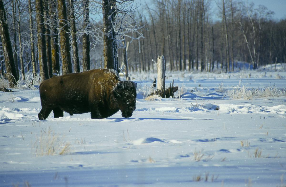A snow-dusted bison forages in Elk Island National Park.