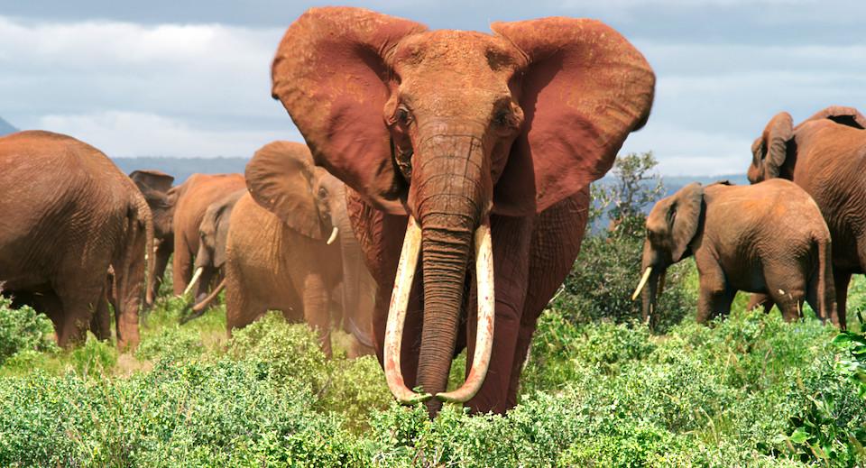 The Elephant Queen