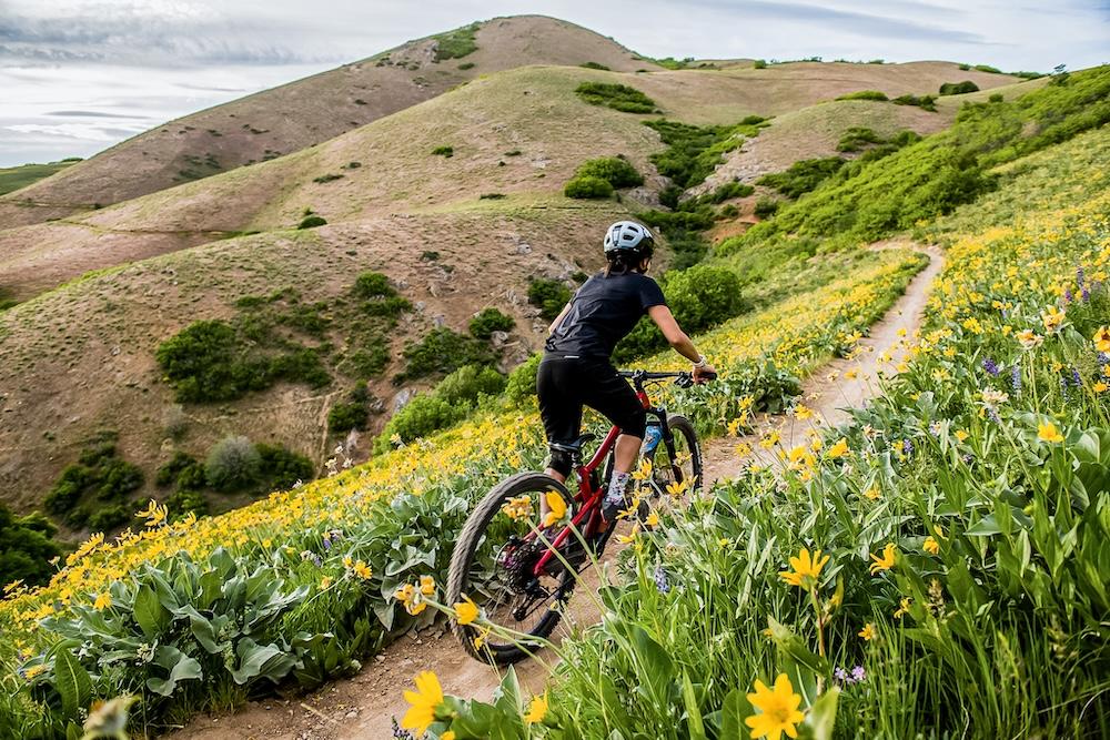 Mountain biker rides through wildflowers on a hillside.