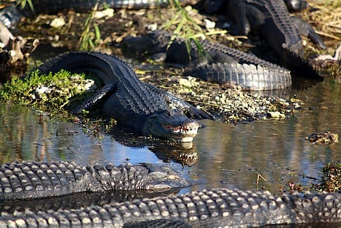 Alligators at Everglades National Park/NPS