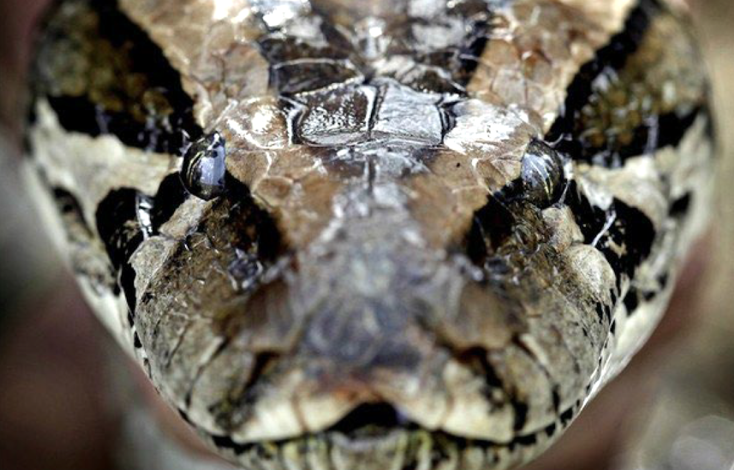 Burmese pythons just might be the poster child for invasive species in the National Park System