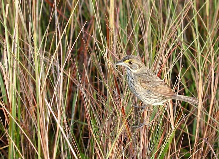 Cape Sable once provided habitat for the endangered Cape Sable Seaside Sparrow, but saltwater intrusion ruined it/NPS