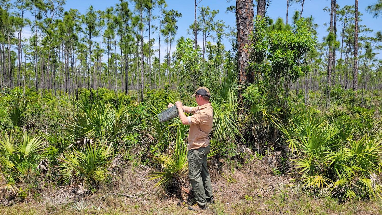 Biologist Kevin Donmoyer checks a tegu trap baited with a chicken egg/Kim O'Connell