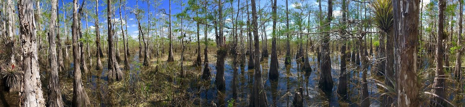 A $19 million study of how climate-change impacts might affect the Comprehensive Everglades Restoration Program is being launched/NPS file