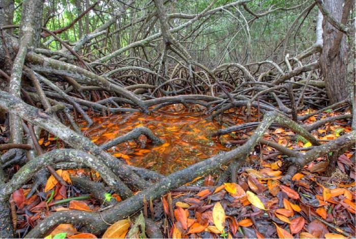 Everglades National Park