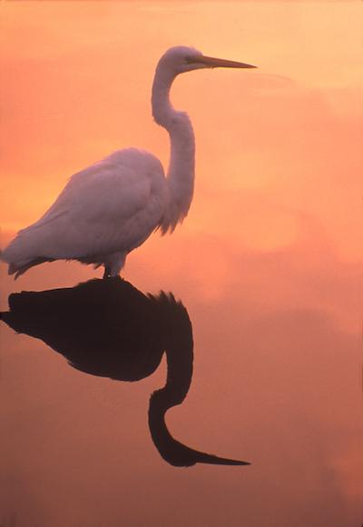 Egret at sunset in Everglades National Park/NPS