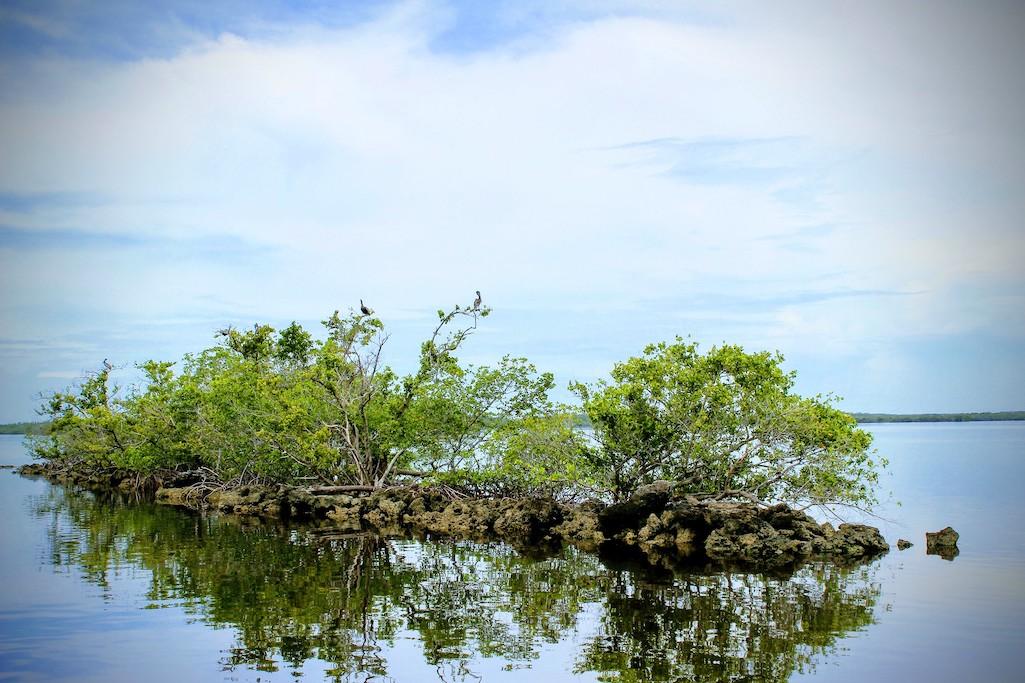 Mangroves at Everglades National Park are great for carbon storage, but studies show they are declining through a dieback/NPS fileNPS file