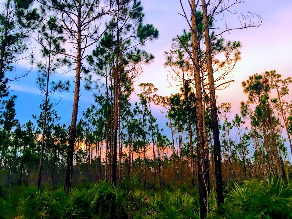 Everglades National Park holds a landscape of diverse and wonderful settings/NPS file, Caitlin Rivas