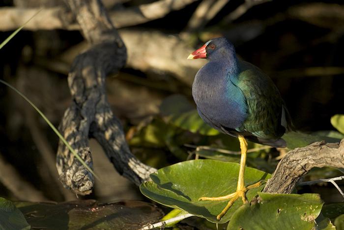 The Purple galanule is one of a number of amazingly beautiful birds you'll see in Everglades National Park/NPS