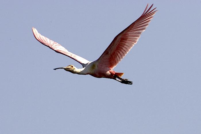 Roseate Spoonbills at Everglades National Park/NPS