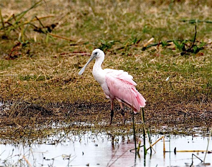 Roseate Spoonbill at Everglades National Park/NPS