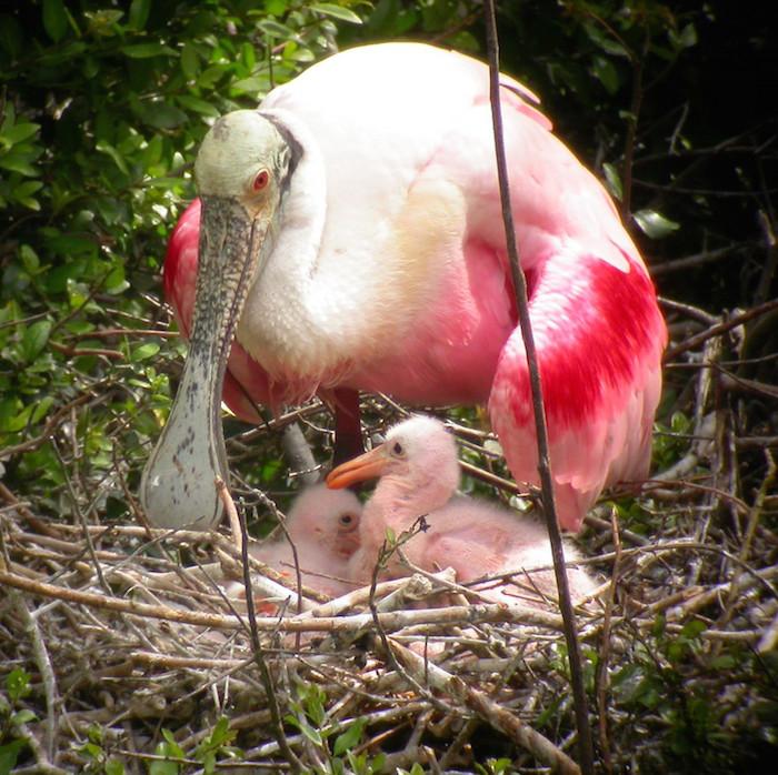 Roseate Spoonbills at Everglades National Park/NPS