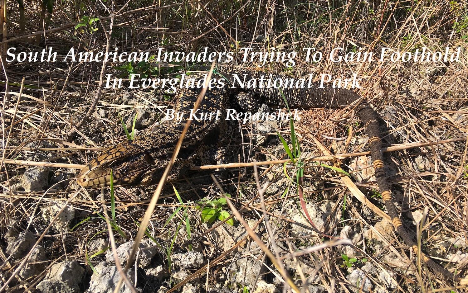 Tegus are just the latest nonnative threat to Everglades National Park/USGS