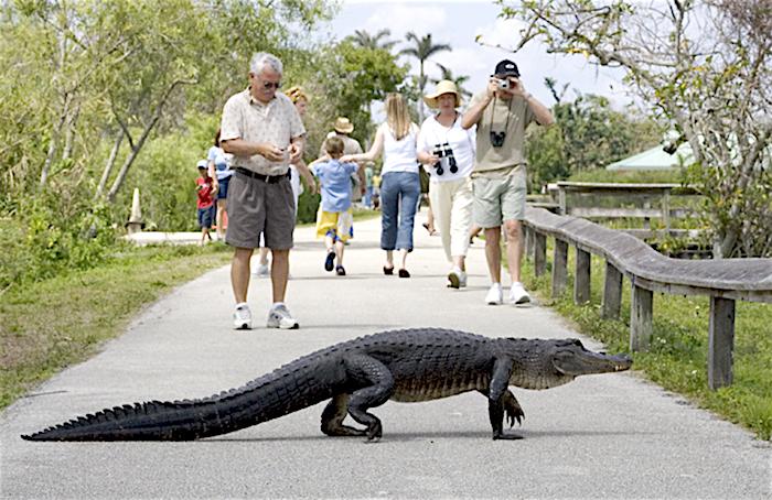 Alligator and visitors at Everglades National Park/NPS