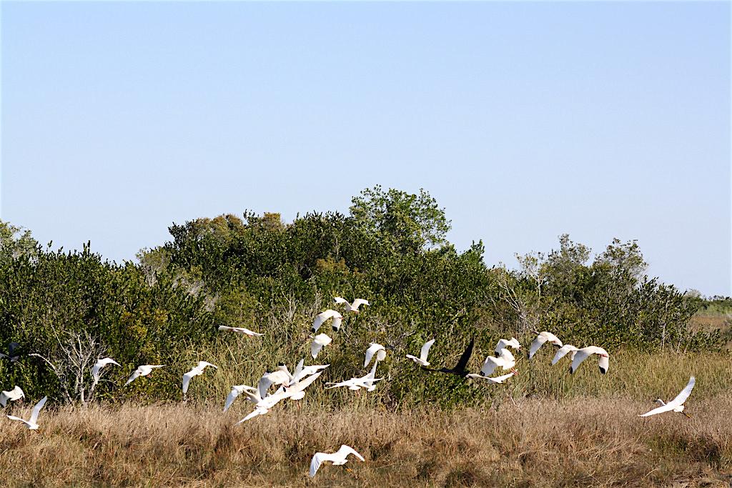 White ibis, Everglades National Park/NPS, Linda Friar