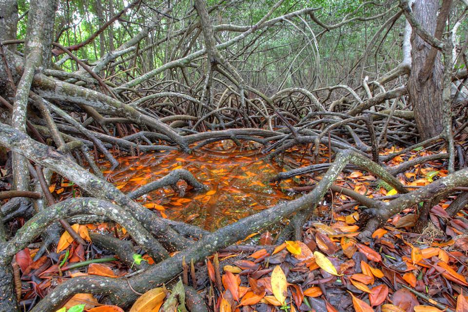 Mangrove forests that protect places such as Biscayne, Everglades, and Virgin Islands national parks could be gone by 2050/NPS, G. Gardner