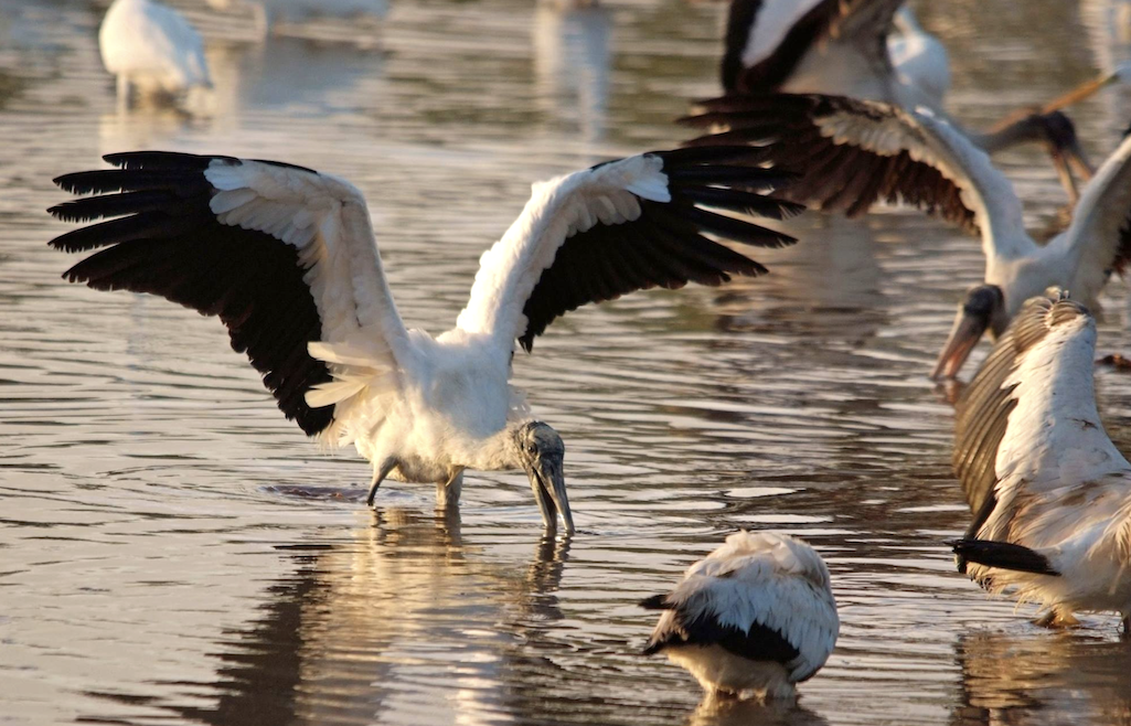 Wood storks have recovered their overall population numbers to merit remove from the Endangered Species List, according to the US Fish and Wildlife Service
