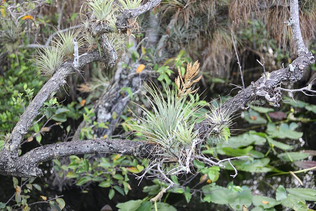 Bromeliads on Anhinga Trail, Everglades National Park / NPS-Daniel Miguel